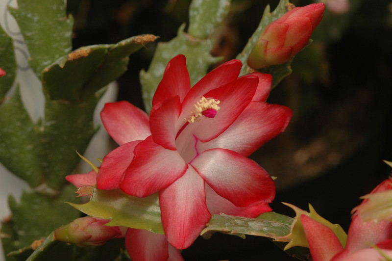 schlumbergera big fire 02