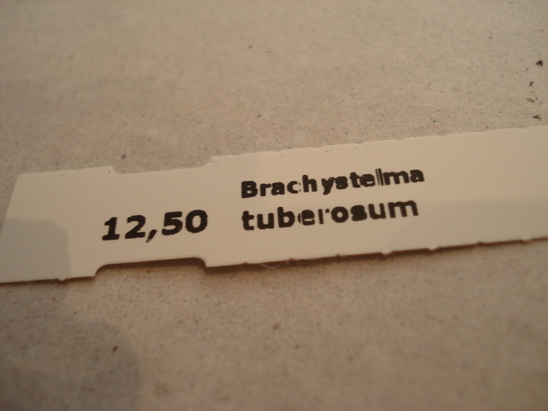 brachystelma tuberosum 173