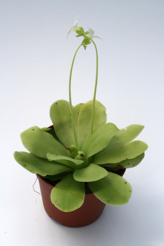 pinguicula grandiflora 6306