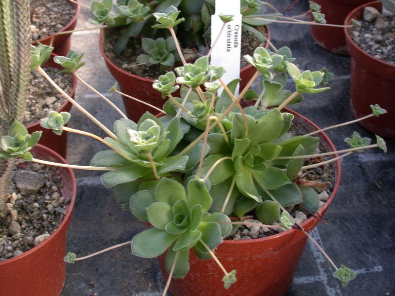 crassula orbiculata