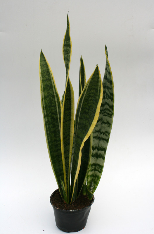 sansevieria trifasciata laurentii 5729