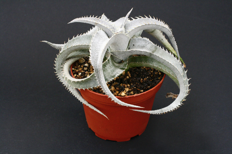 dyckia marnier lapostollei 12cm 3887
