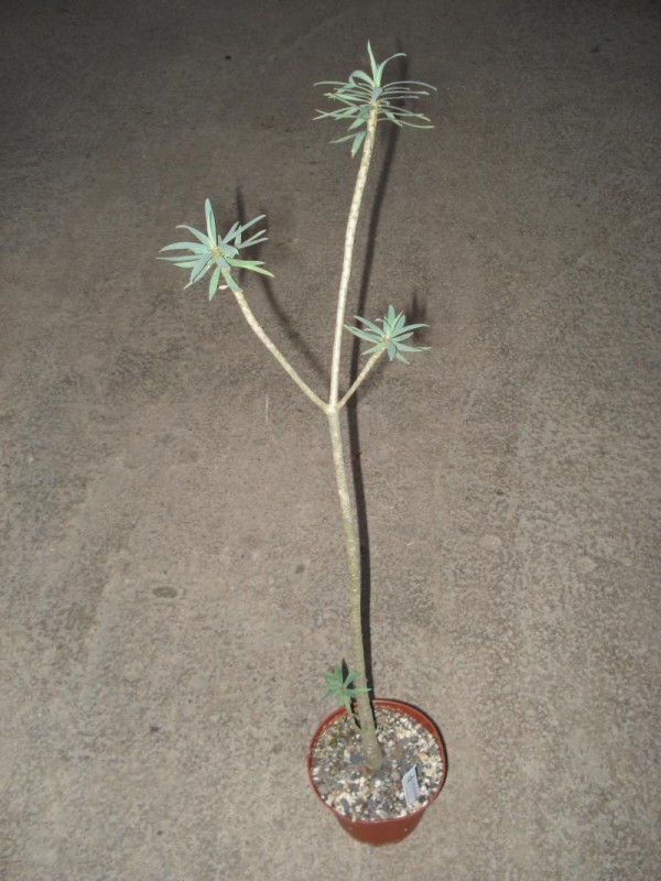 euphorbia balsamifera1 2