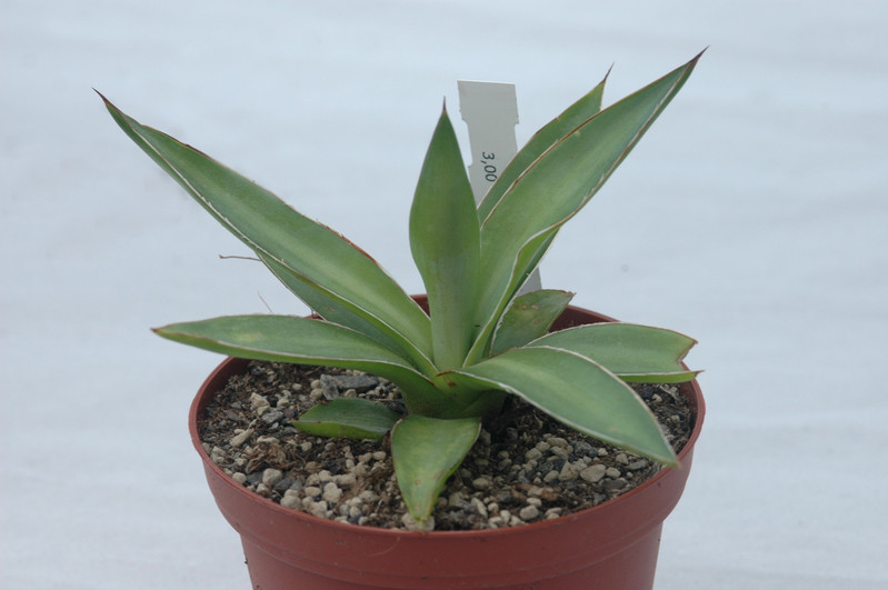 agave colimana 01