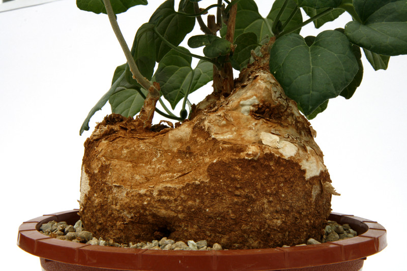 pyrenacantha malvifolia tanzania iganda 0710