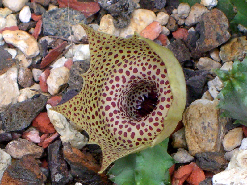 huernia guttata guttata 2114