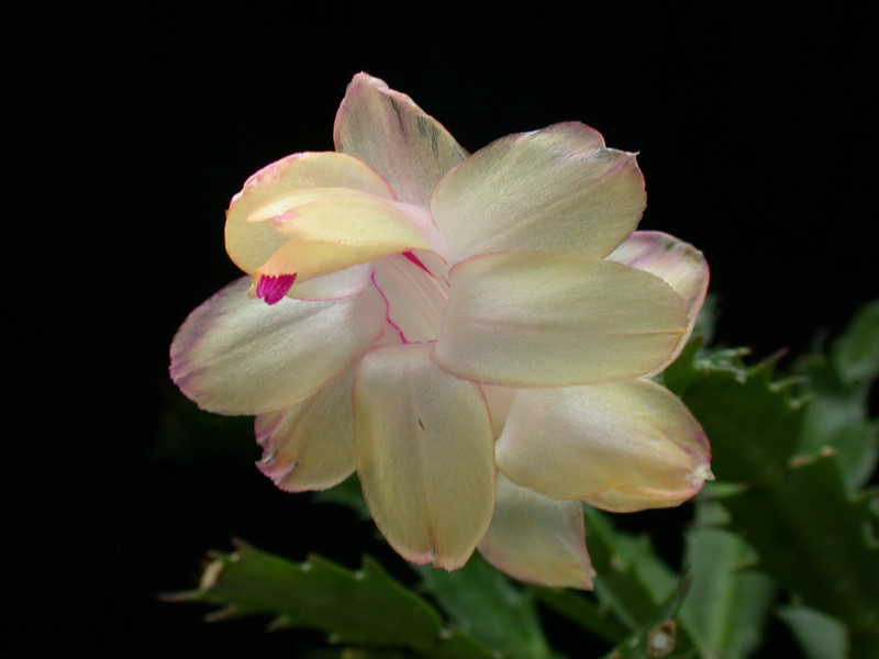 schlumbergera gold charme 06