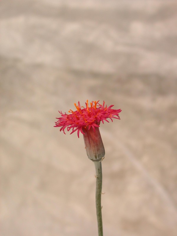 senecio stapeliaeformis greggii 02