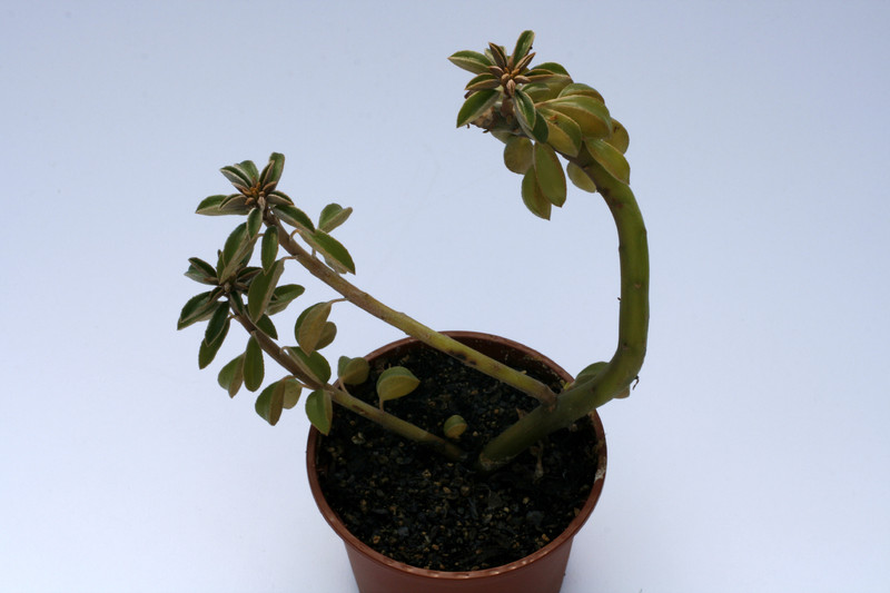 peperomia wolfgang krahnii 8025