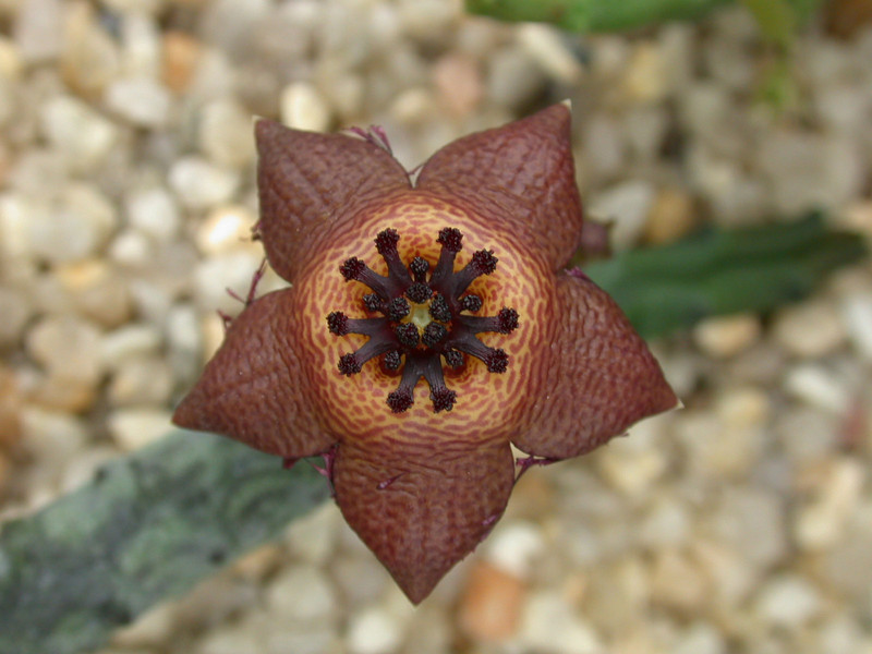 tromotriche longii karoo 03