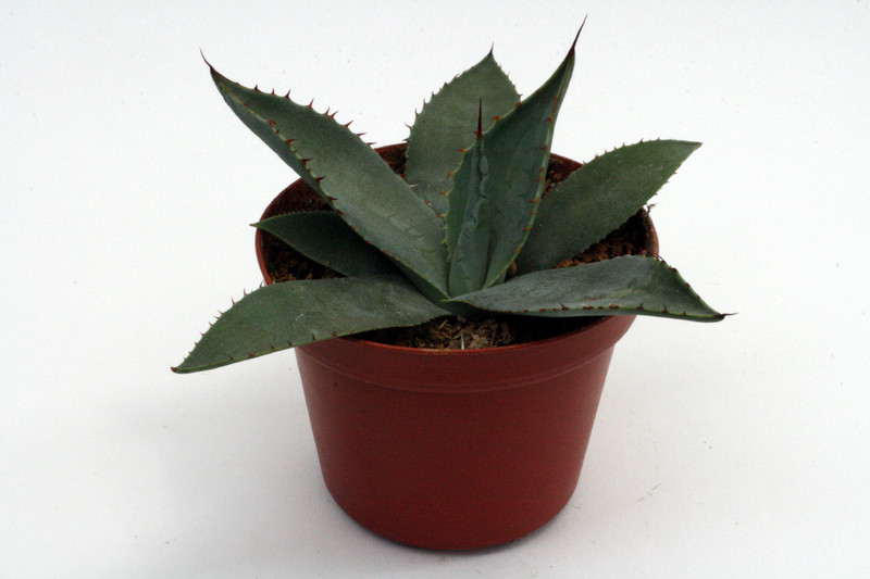 agave palmeri lz 2025 0135
