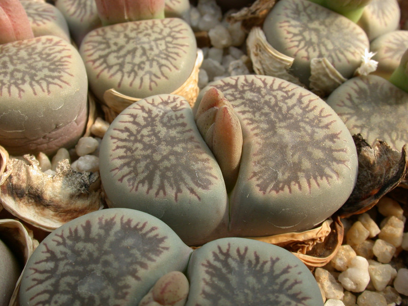 lithops aucampiae euniceae fluminalis c54 03