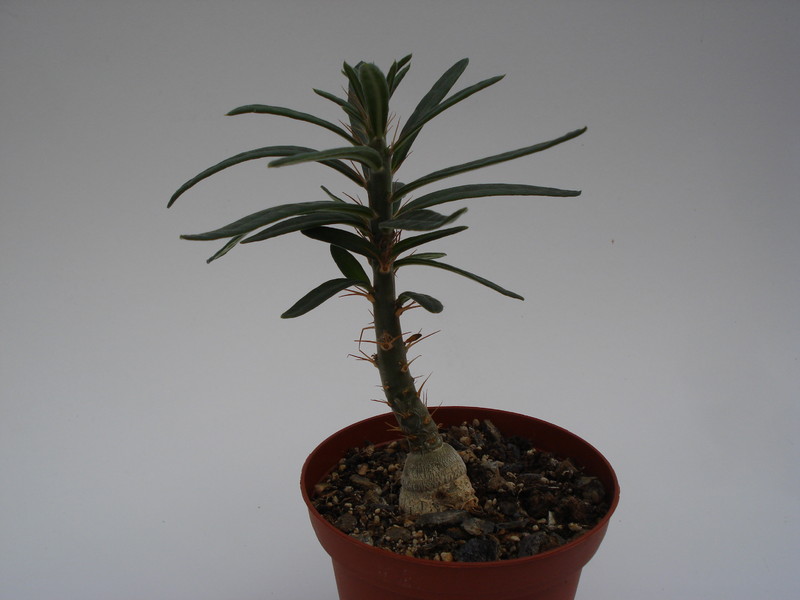 pachypodium griquense 743