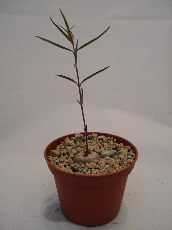 brachystelma gracile 164