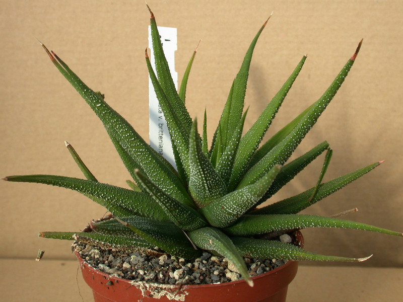 haworthia attenuata britteniana 03