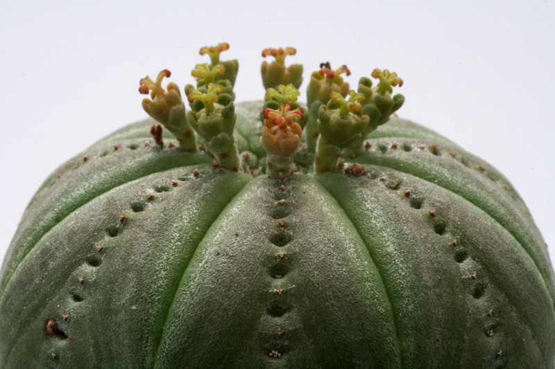 euphorbia symmetrica 9794