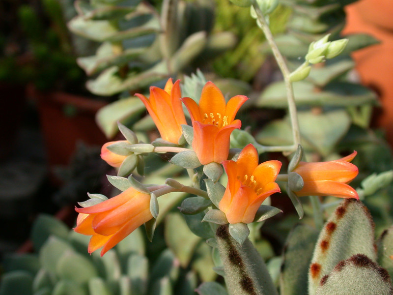 echeveria cv orange2
