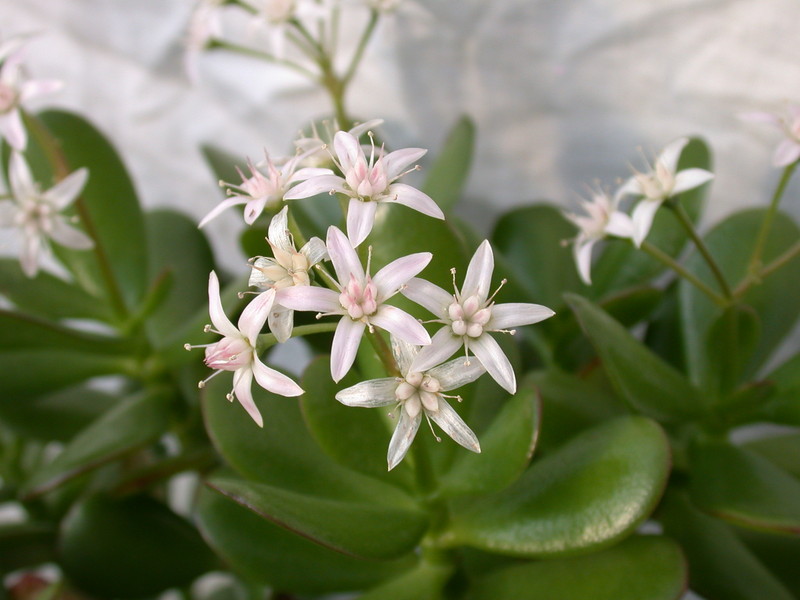 crassula portulacaria 07