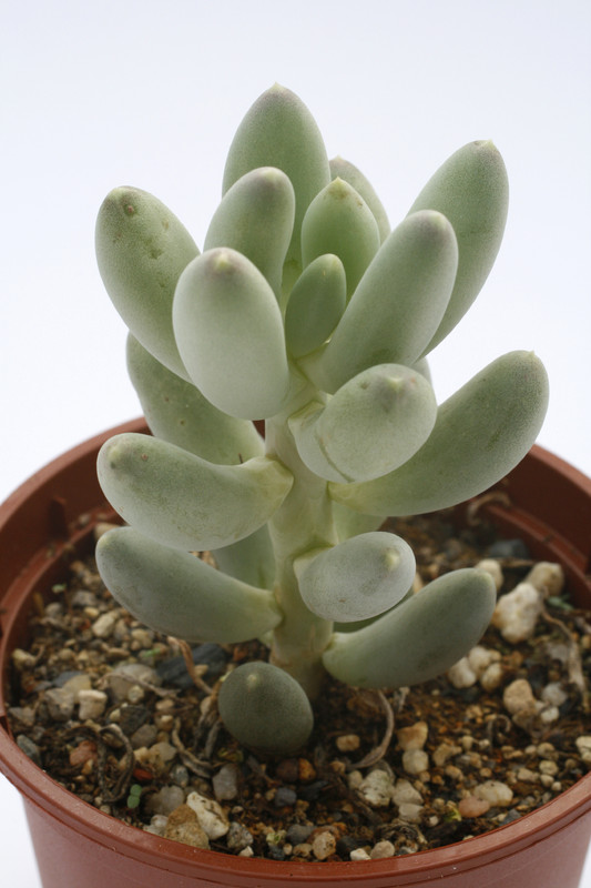 pachyphytum hookeri 7972