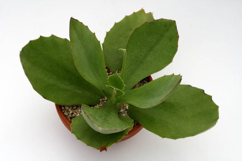 kalanchoe synsepala schale 1200