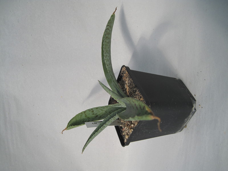 manfreda variegata 2235