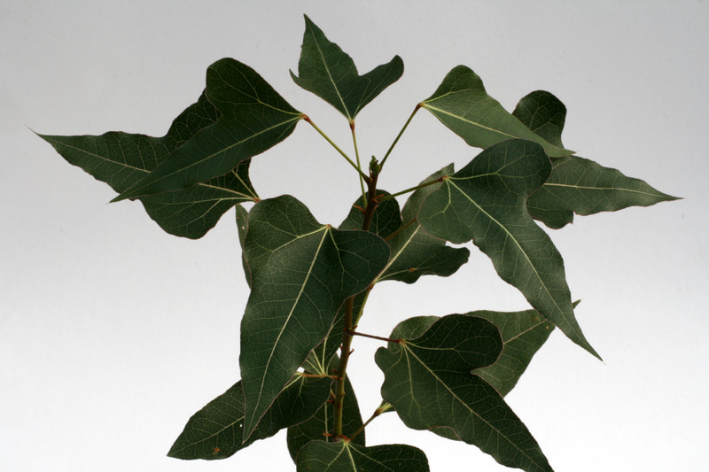 brachychiton populneus 0740