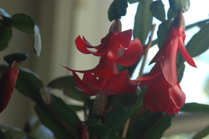 schlumbergera x buckleyi george g 04