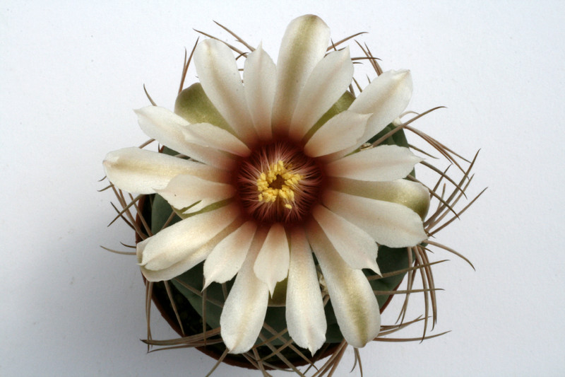 gymnocalycium nigriareolatum densispinum 9930