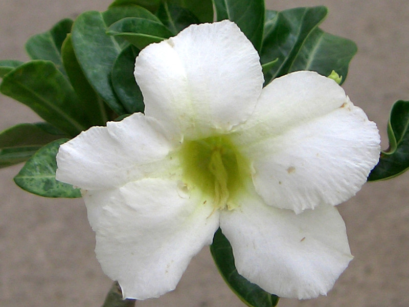 adenium white sprite 1585