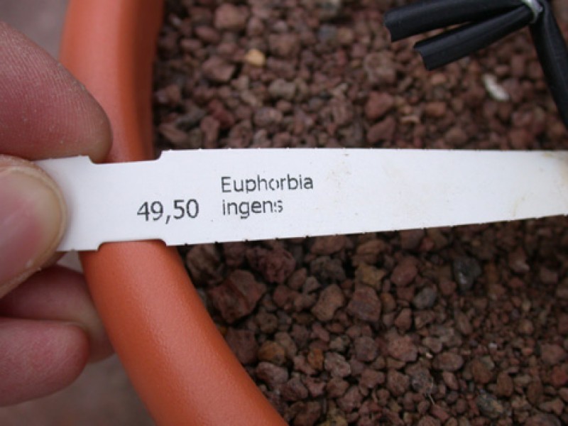 euphorbia ingens 8906