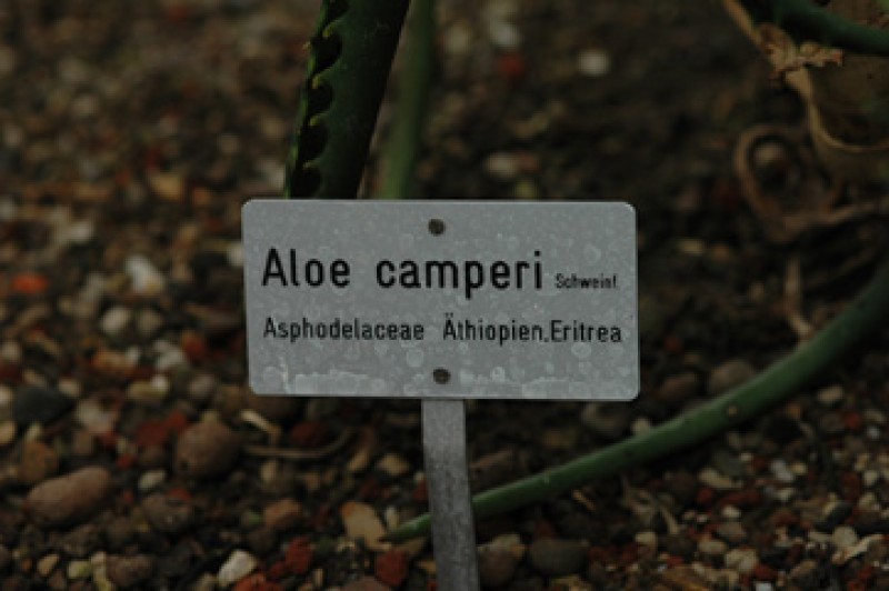 aloe camperi 02