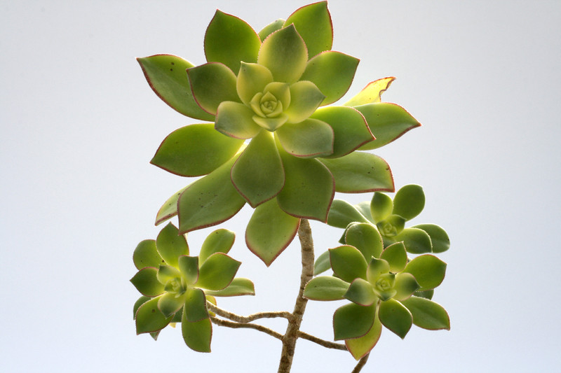 aeonium haworthii variegata 8014
