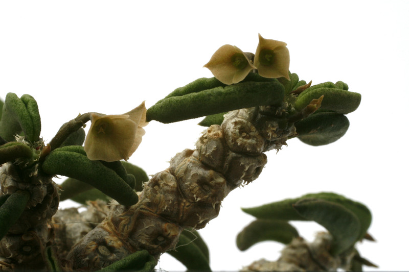 euphorbia cylindrifolia tuberifera 0834
