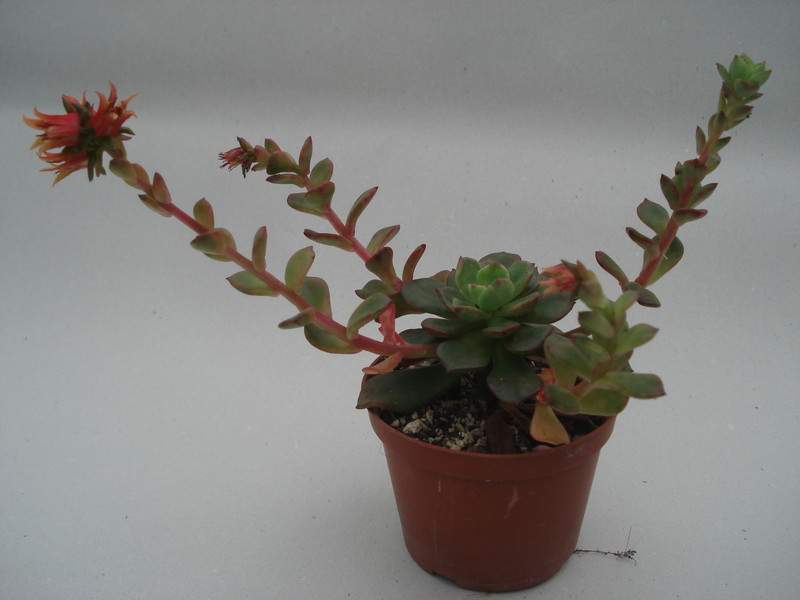 echeveria multicaulis 8394
