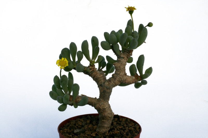 othonna clavifolia 4681