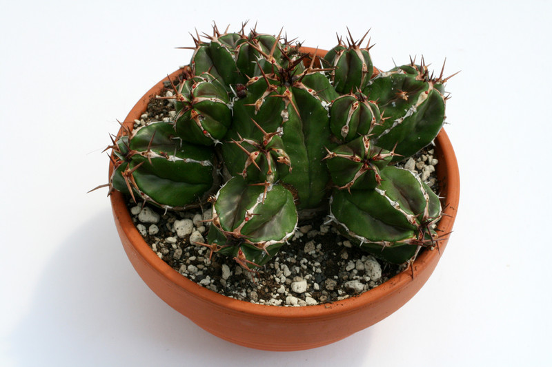 euphorbia fruticosa 9524