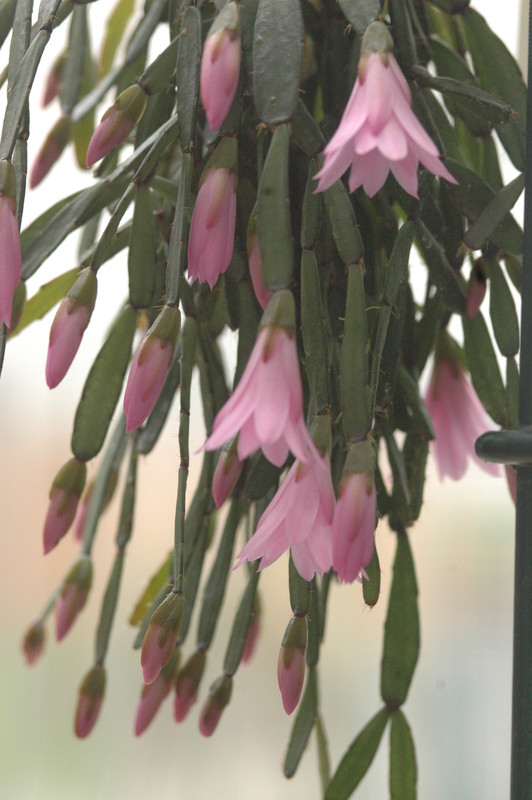 hatiora rosea frohning 9598 rbi 433 9380