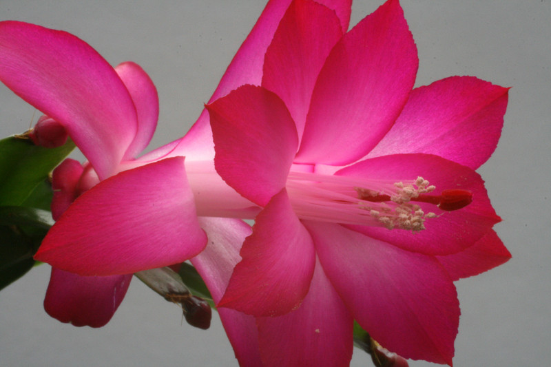 schlumbergera buckleyi charles lemaire 6350