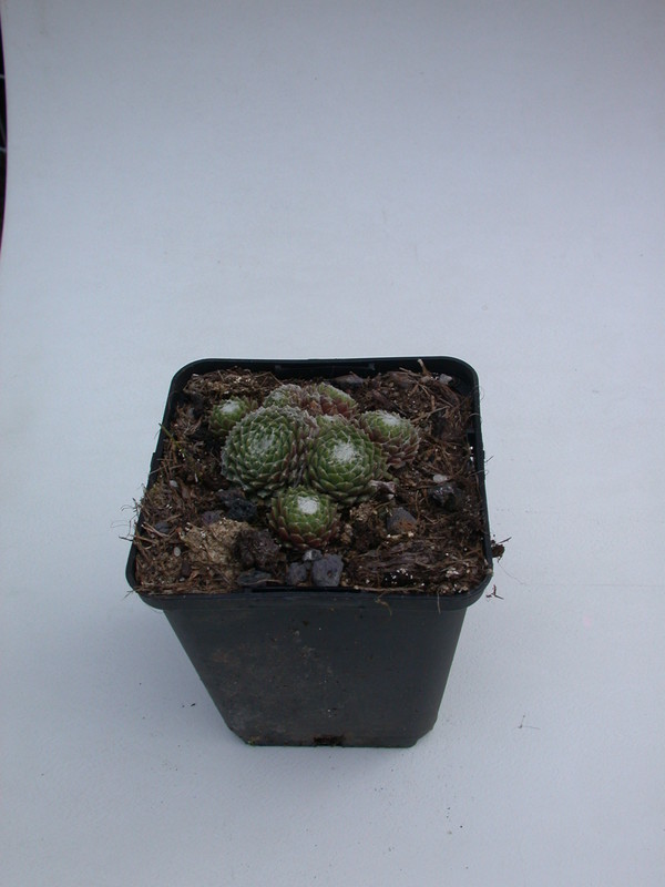 sempervivum tomentosum 5714
