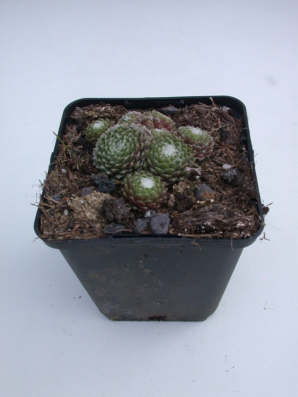 sempervivum tomentosum 5713