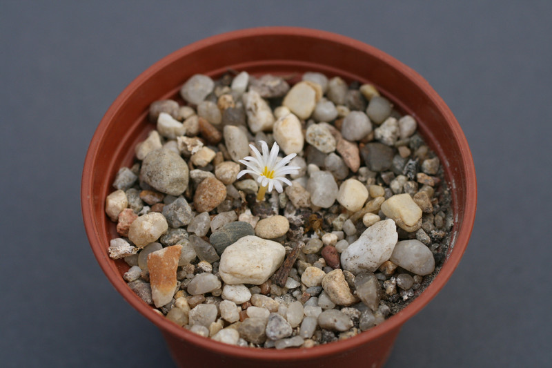 conophytum pellucidum cupreatum 0159