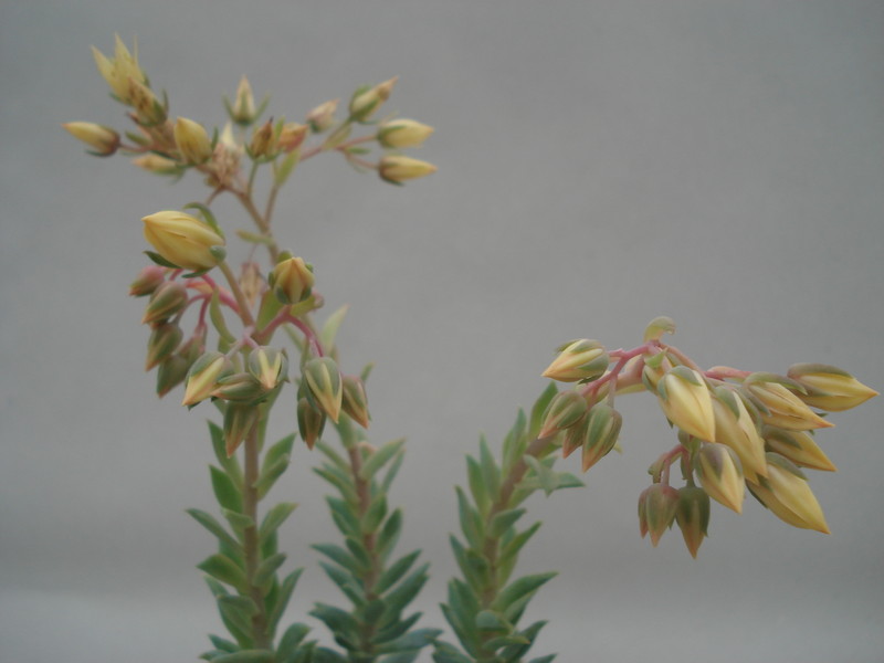 dudleya greenei 8403