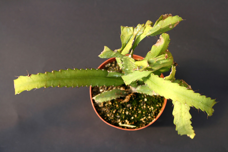 lepismium myagawe 0384