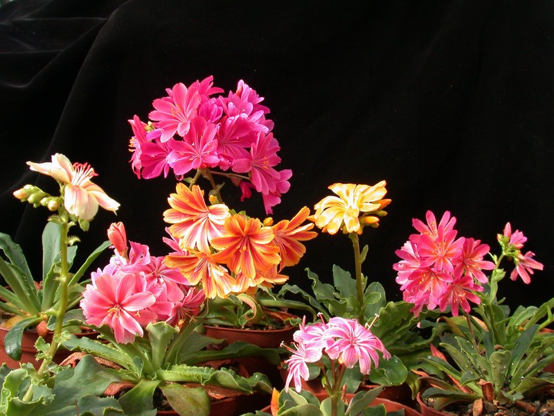 lewisia hyb02