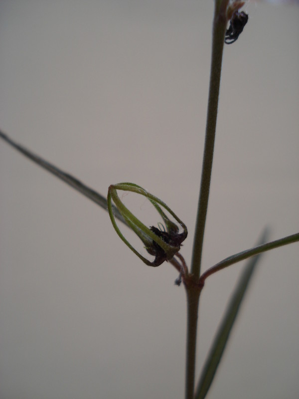 brachystelma gracile 163