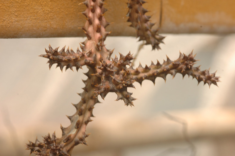 edithcolea grandis 04