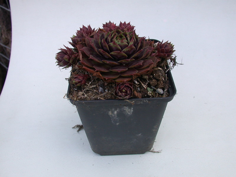 sempervivum killer 5763