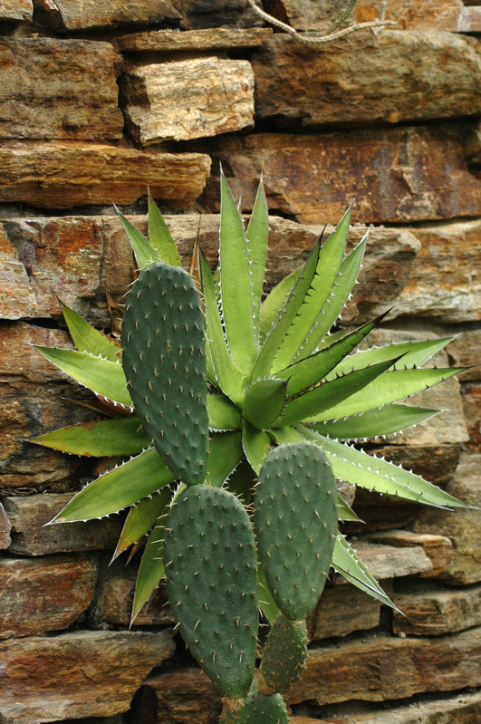 agave shawii 02