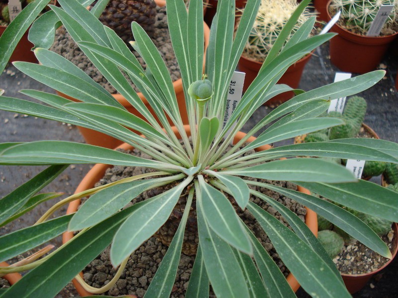 euphorbia bupleurifolia weiblich