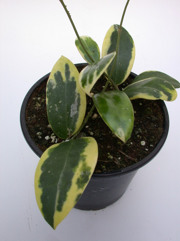 hoya parasitica variegata 4027